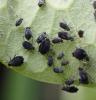 Aphis fabae